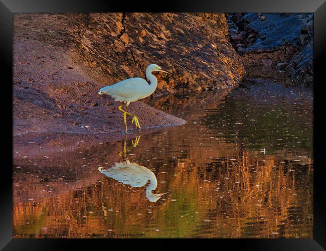 Little Egret on riverbank Framed Print by chris hyde