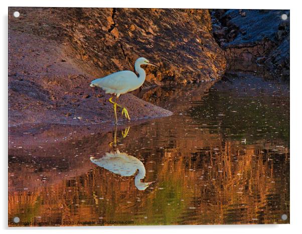 Little Egret on riverbank Acrylic by chris hyde