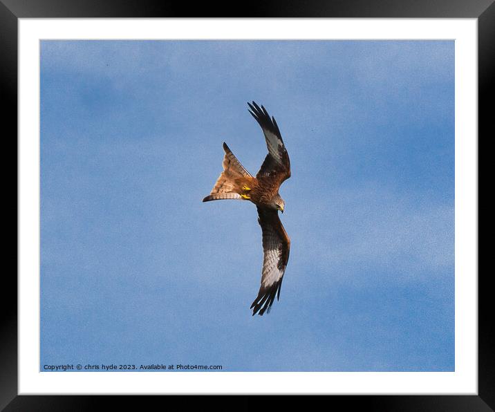 Red Kite hunting Framed Mounted Print by chris hyde