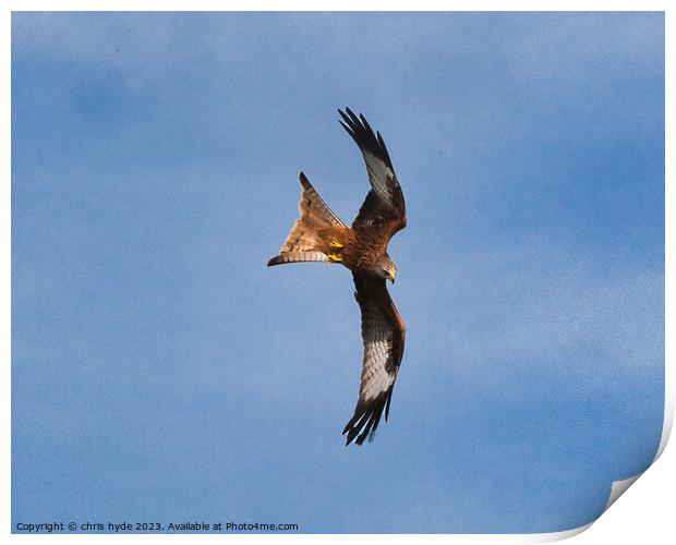 Red Kite hunting Print by chris hyde