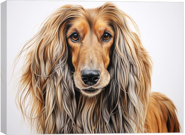 Afghan Hound Pencil Drawing Canvas Print by K9 Art