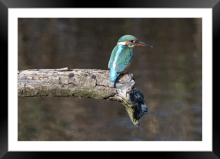 kingfisher sitting on a branch Framed Mounted Print by kathy white