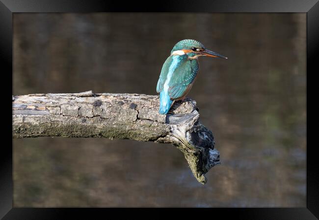 kingfisher sitting on a branch Framed Print by kathy white