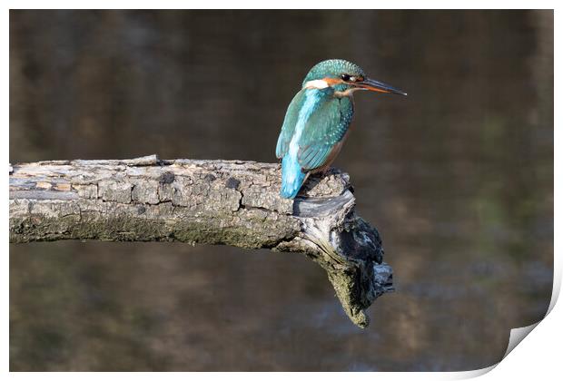 kingfisher sitting on a branch Print by kathy white