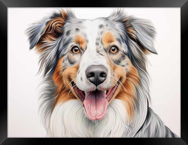 Australian Shepherd Dog Pencil Drawing Framed Print by K9 Art