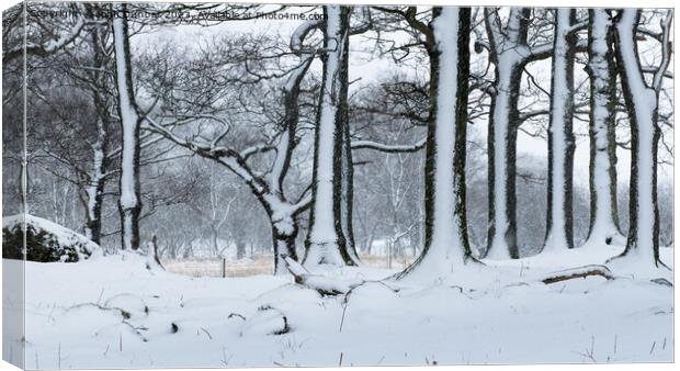 Snowy Side of Winter Canvas Print by John Dunbar