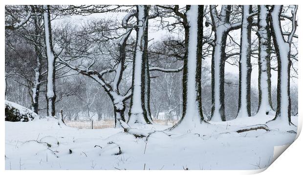 Snowy Side of Winter Print by John Dunbar