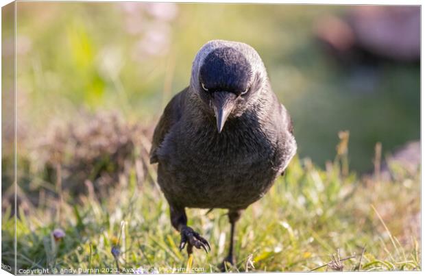 Jackdaw with Attitude Canvas Print by Andy Durnin
