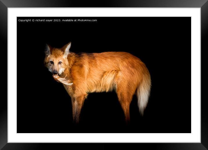 Maned Wolf Portrait Framed Mounted Print by richard sayer