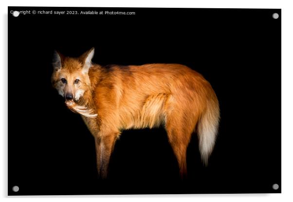 Maned Wolf Portrait Acrylic by richard sayer