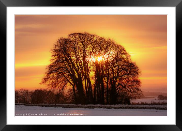 tree silhouette  sunrise Framed Mounted Print by Simon Johnson