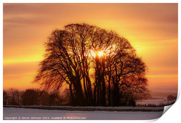 tree silhouette  sunrise Print by Simon Johnson