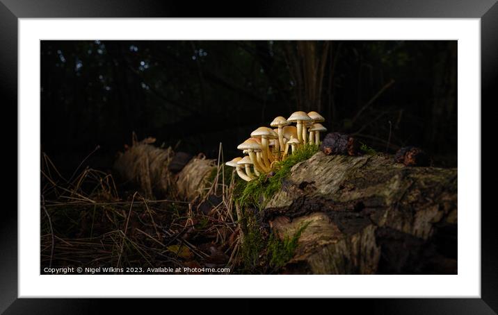 New Life From Old Framed Mounted Print by Nigel Wilkins