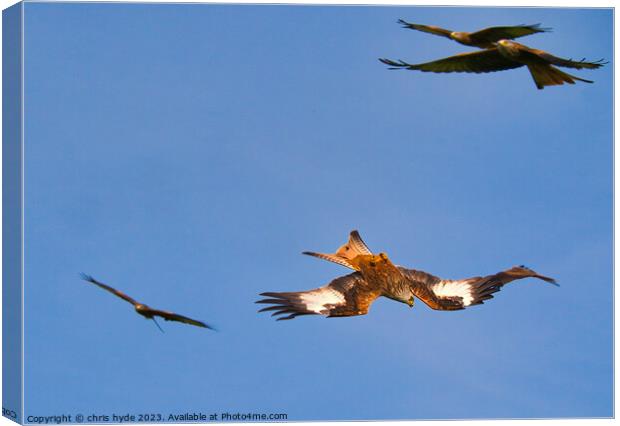 Flock of Red Kites Canvas Print by chris hyde