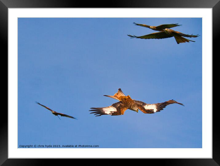 Flock of Red Kites Framed Mounted Print by chris hyde