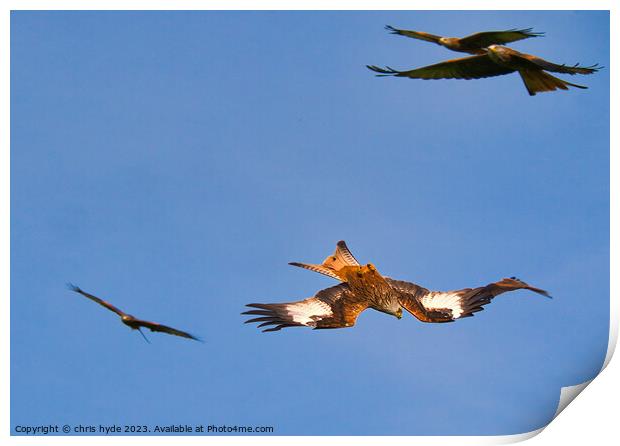 Flock of Red Kites Print by chris hyde