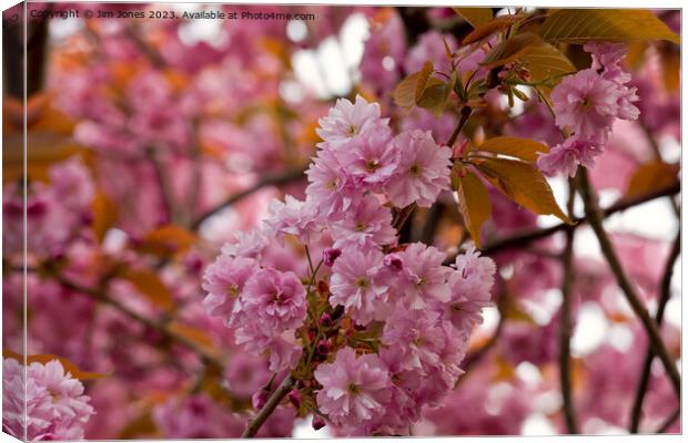 Pink Cherry Blossom and Copper Leaves Canvas Print by Jim Jones