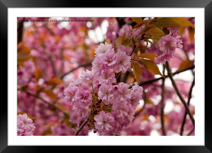 Pink Cherry Blossom and Copper Leaves Framed Mounted Print by Jim Jones