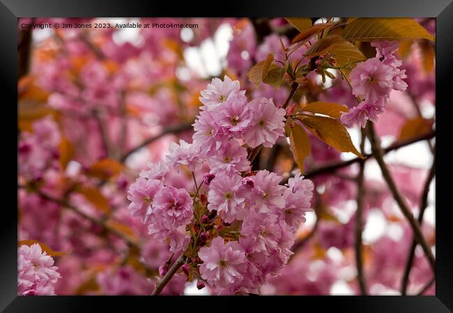 Pink Cherry Blossom and Copper Leaves Framed Print by Jim Jones