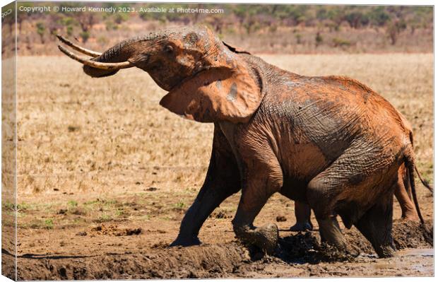 Elephant leaving a mud bath Canvas Print by Howard Kennedy