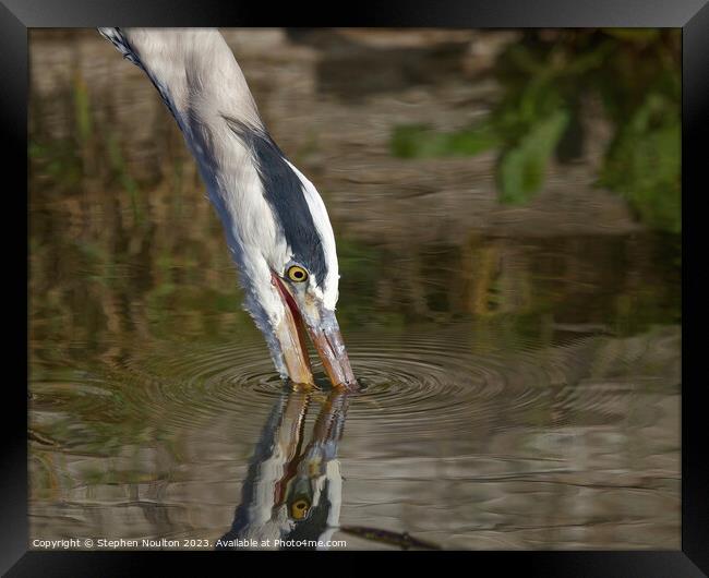 Grey Heron Detail Framed Print by Stephen Noulton