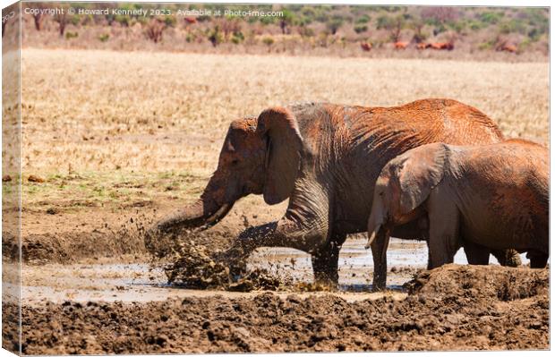 Elephants splashing in a mud bath Canvas Print by Howard Kennedy