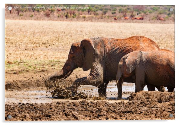 Elephants splashing in a mud bath Acrylic by Howard Kennedy