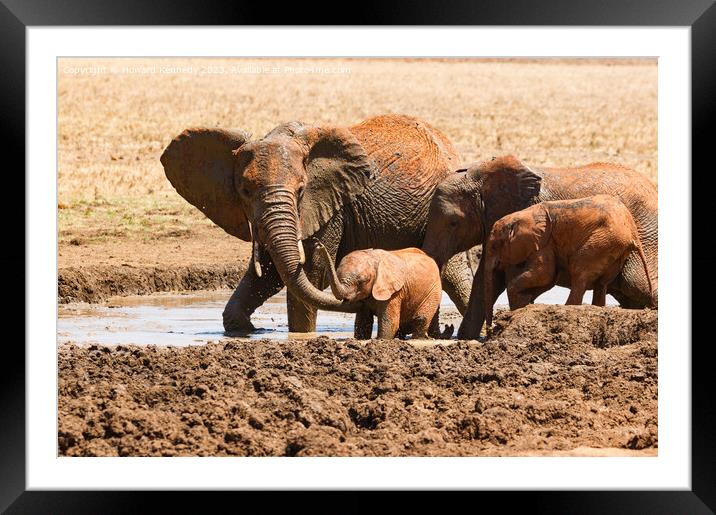 A Helping Hand from Elephant Mum Framed Mounted Print by Howard Kennedy