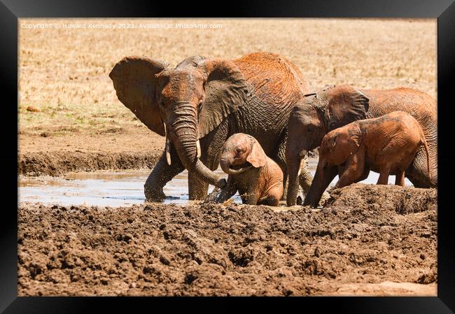 Elephant mud bath play time Framed Print by Howard Kennedy