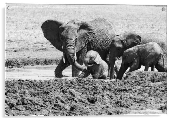 Elephant mud bath play time in black and white Acrylic by Howard Kennedy