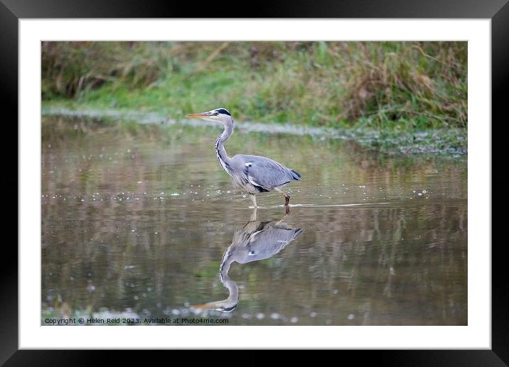 Grey Heron Framed Mounted Print by Helen Reid