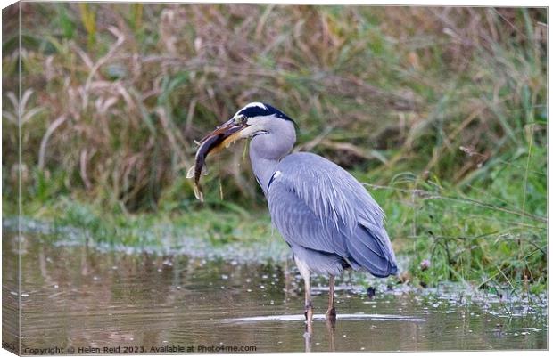 Grey Heron with a fish in its beak Canvas Print by Helen Reid