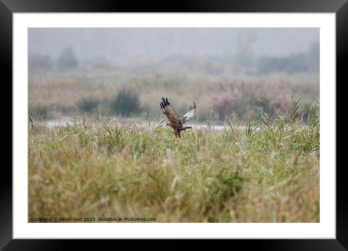 Marsh Harrier bird of prey landing Framed Mounted Print by Helen Reid