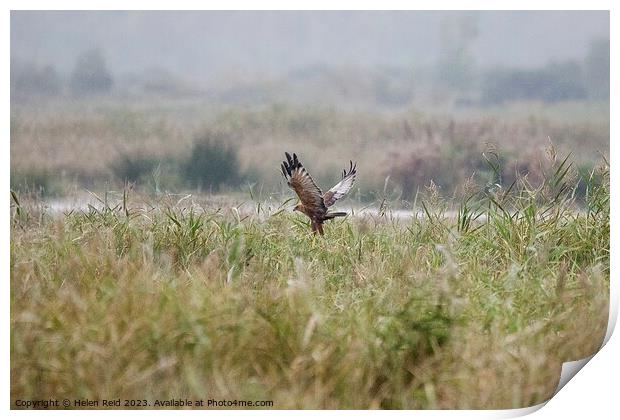 Marsh Harrier bird of prey landing Print by Helen Reid