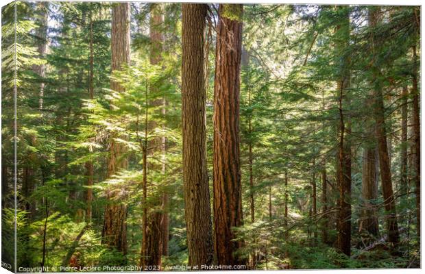 Enchanted Forest In Supernatural British Columbia Canvas Print by Pierre Leclerc Photography