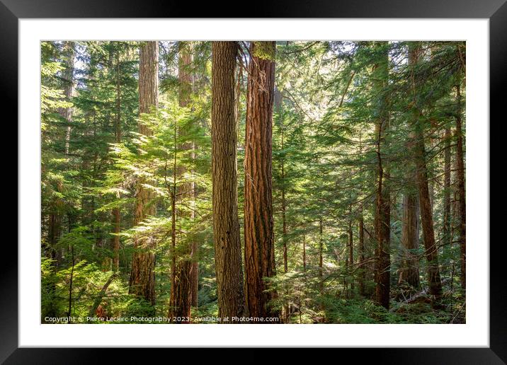Enchanted Forest In Supernatural British Columbia Framed Mounted Print by Pierre Leclerc Photography