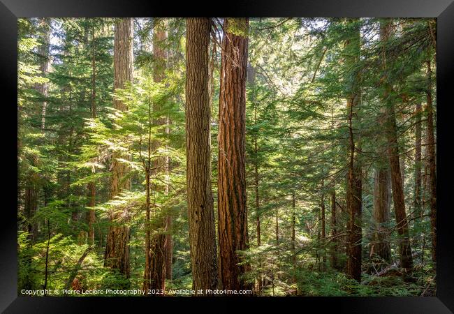 Enchanted Forest In Supernatural British Columbia Framed Print by Pierre Leclerc Photography