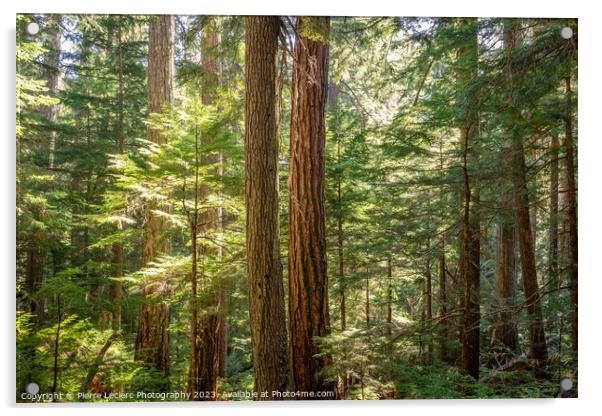 Enchanted Forest In Supernatural British Columbia Acrylic by Pierre Leclerc Photography