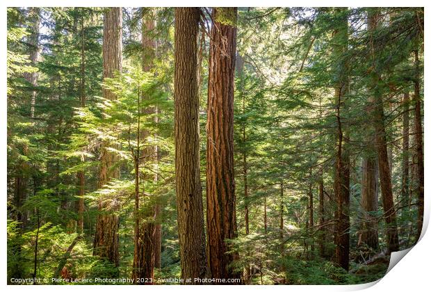 Enchanted Forest In Supernatural British Columbia Print by Pierre Leclerc Photography