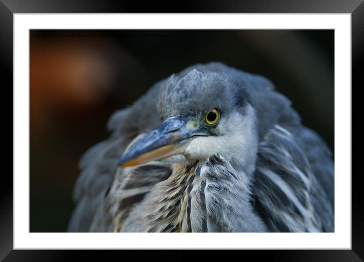 Intense Gaze of a Grey Heron in Close-Up Framed Mounted Print by rawshutterbug 