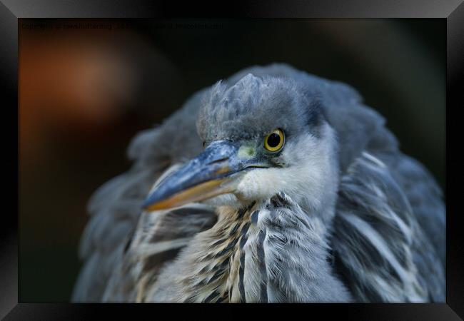 Intense Gaze of a Grey Heron in Close-Up Framed Print by rawshutterbug 
