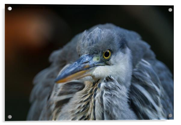 Intense Gaze of a Grey Heron in Close-Up Acrylic by rawshutterbug 