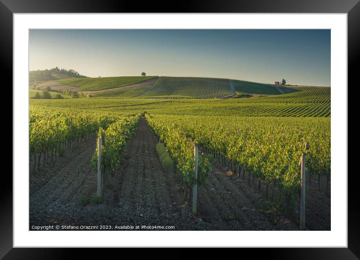 Vineyards at sunset. Castellina in Chianti, Tuscany, Italy Framed Mounted Print by Stefano Orazzini