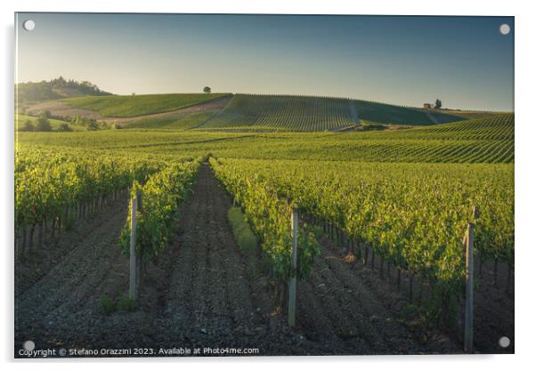 Vineyards at sunset. Castellina in Chianti, Tuscany, Italy Acrylic by Stefano Orazzini