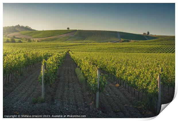 Vineyards at sunset. Castellina in Chianti, Tuscany, Italy Print by Stefano Orazzini