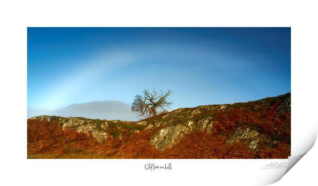 Old tree on the hill Print by JC studios LRPS ARPS