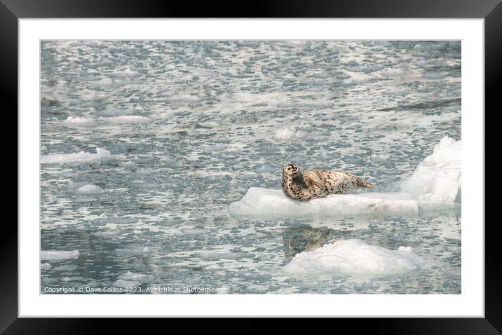 Harbour Seal on a growler (small iceberg) in an ice flow in College Fjord, Alaska, USA Framed Mounted Print by Dave Collins