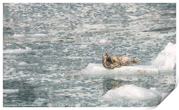 Harbour Seal on a growler (small iceberg) in an ice flow in College Fjord, Alaska, USA Print by Dave Collins