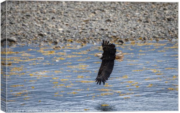 Bald Eagle in Flight, Sitka, Alaska, USA Canvas Print by Dave Collins