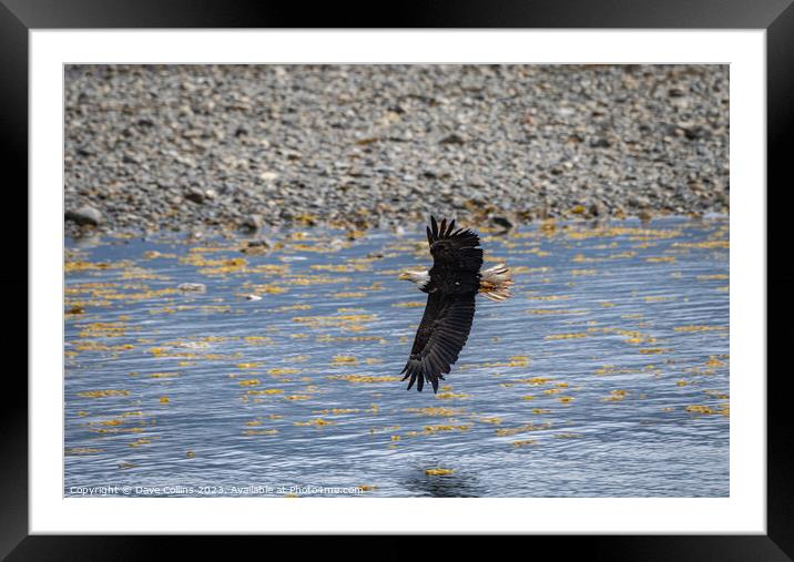 Bald Eagle in Flight, Sitka, Alaska, USA Framed Mounted Print by Dave Collins